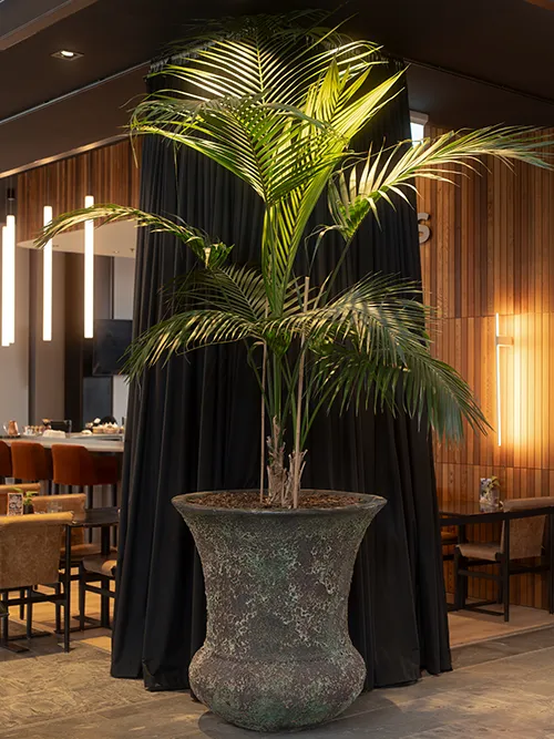 Element's café, Christchurch, parlour palm in large rustic pot by Oasis — Photography by Sinclair Creative